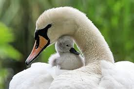 motherhood-swans