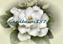 gardenia1